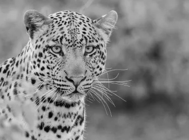 Leopard Monochrome Thumbnail