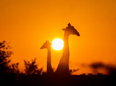 Two Giraffe sunset silhoutte Thumbnail