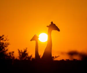 Giraffes - Silhouette