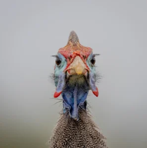 Guinea Fowl - Mirror- mirror on the wall