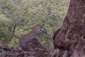 Leopard - Agility -2