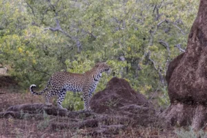 Leopard - Agility - 1