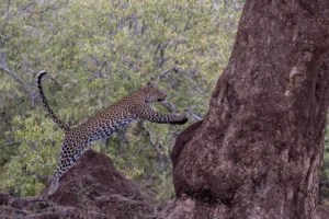 Leopard - Agility - 3