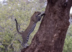 Leopard - Agility - 4