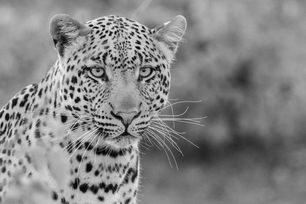 Leopard - Showstopper - Monochrome