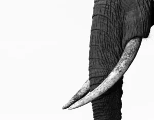 Tusk & Trunk Monochrome