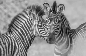 Zebras Monochrome