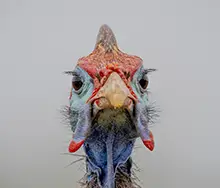 Mirror Mirror on the Wall