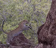 Leopard Agility II
