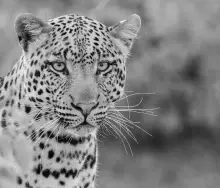 Showstopper Monochrome