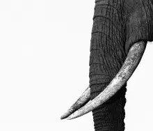 Tusk and Trunk Monochrome