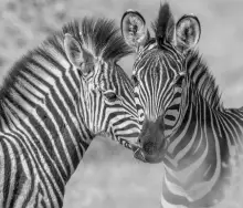 Zebra Monochrome